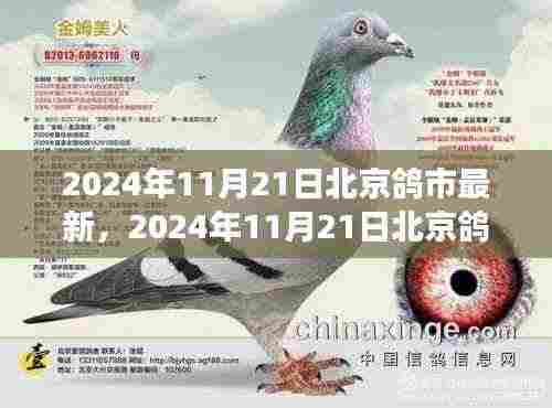 北京鸽市新篇章，变革中的学习之路铸就自信与成就之光（2024年11月21日最新资讯）