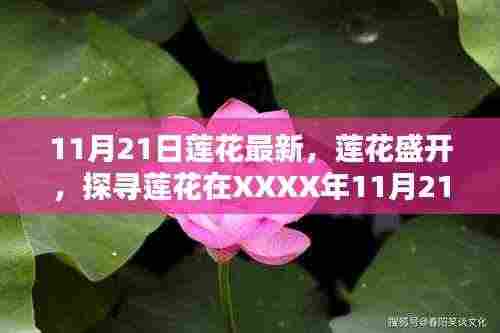 11月21日莲花最新，莲花盛开，探寻莲花在XXXX年11月21日的崭新篇章