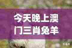 今天晚上澳门三肖兔羊蛇,林业工程_目击版ECZ2.31