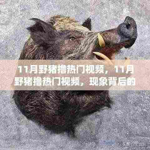 11月野猪撸热门视频现象，多元解读背后的故事