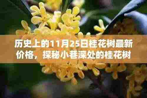 历史上的11月25日桂花树行情深度解析，香气四溢的价格秘密与最新行情揭秘
