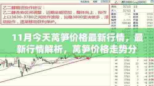 11月莴笋价格最新行情解析及走势分析——今日行情报告（11月版）