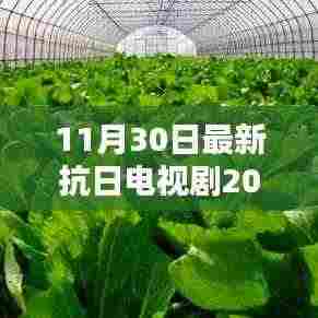 战火中的绿色征途，抗日电视剧的静谧启示（2016年最新）