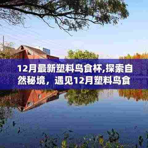 探索自然秘境，遇见奇妙的塑料鸟食杯之旅，寻找内心的宁静与平和