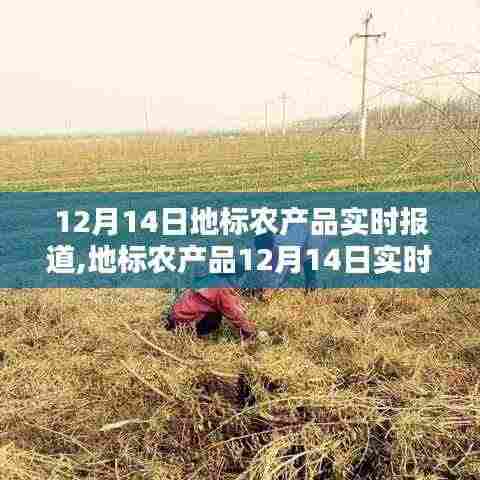 地标农产品12月14日实时播报，冬季丰盈，新鲜上桌
