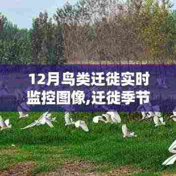 12月鸟类迁徙实时监控图像，邂逅迁徙季节的温暖，共舞天空之歌的鸟类舞蹈