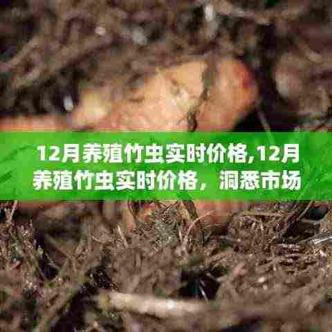 洞悉市场动态，12月养殖竹虫实时价格与商机解析