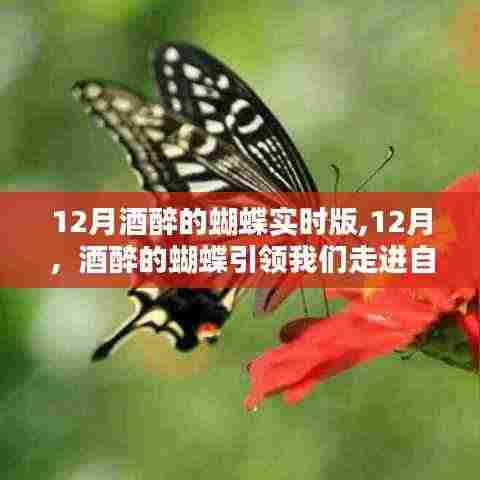 十二月酒醉的蝴蝶，自然怀抱的引领