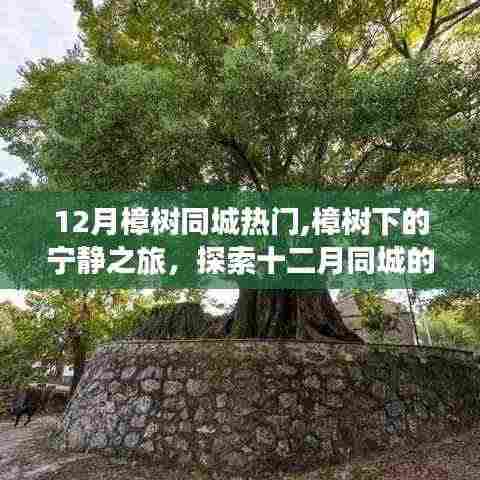 樟树下的宁静秘境，十二月樟树同城自然探索之旅
