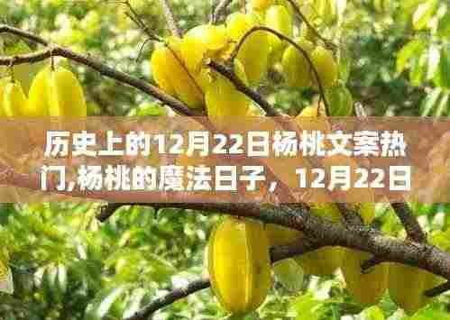 杨桃魔法日，历史上的12月22日与温馨日常回忆