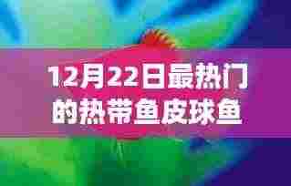 12月22日聚焦，热带鱼皮球鱼热潮来袭，引领时尚潮流之选