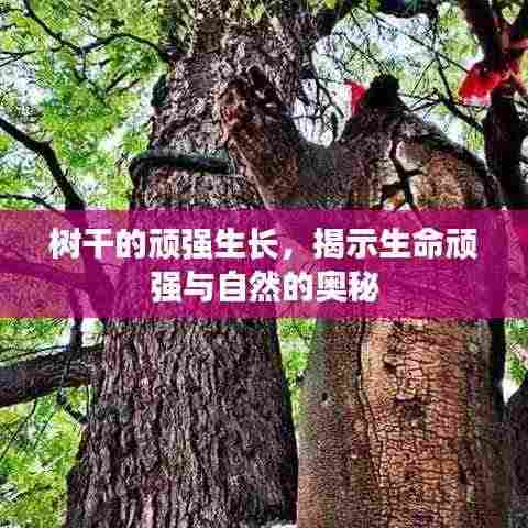 树干的顽强生长，揭示生命顽强与自然的奥秘