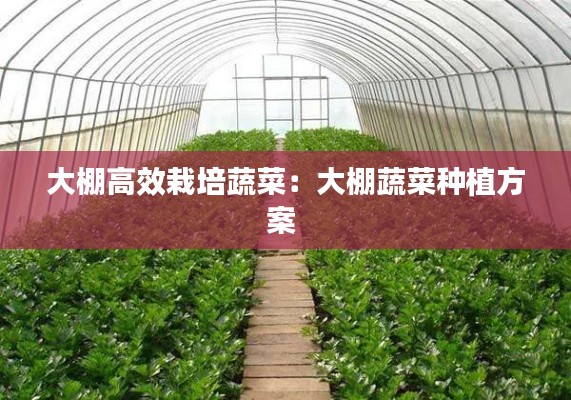大棚高效栽培蔬菜：大棚蔬菜种植方案 