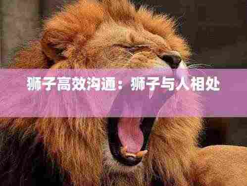 狮子高效沟通：狮子与人相处 