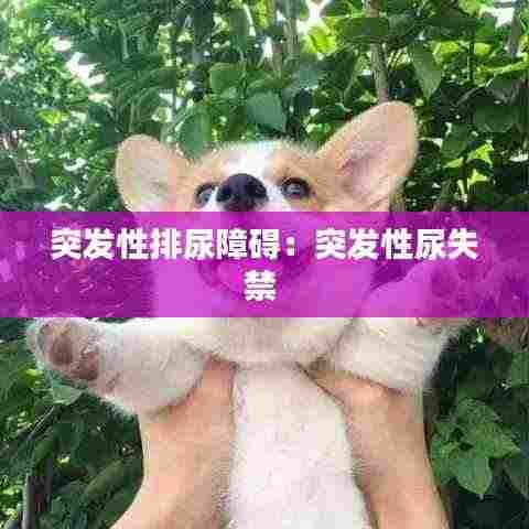 突发性排尿障碍：突发性尿失禁 