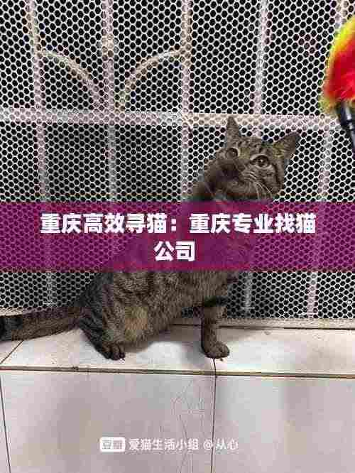 重庆高效寻猫：重庆专业找猫公司 