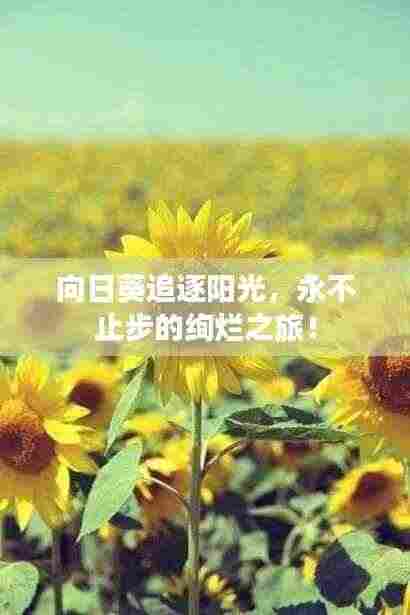 向日葵追逐阳光，永不止步的绚烂之旅！