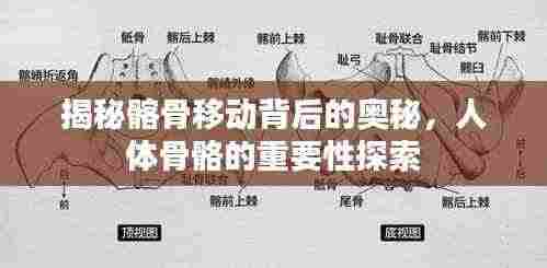 揭秘髂骨移动背后的奥秘,人体骨骼的重要性探索