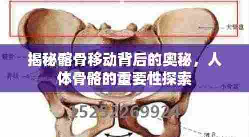 揭秘髂骨移动背后的奥秘，人体骨骼的重要性探索