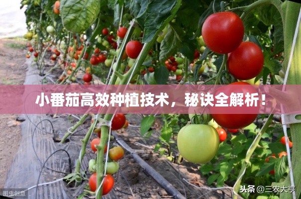 小番茄高效种植技术，秘诀全解析！