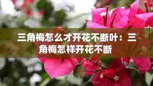 三角梅怎么才开花不断叶：三角梅怎样开花不断 