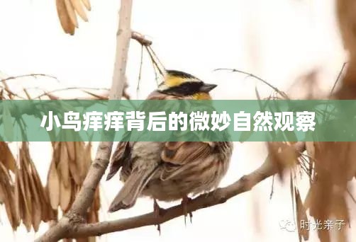 小鸟痒痒背后的微妙自然观察