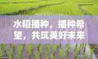 水稻播种，播种希望，共筑美好未来