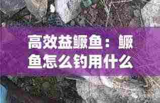 高效益鳜鱼：鳜鱼怎么钓用什么饵料 