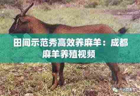 田间示范秀高效养麻羊：成都麻羊养殖视频 