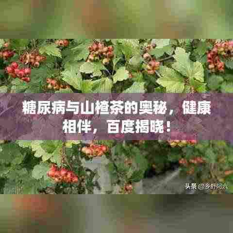 糖尿病与山楂茶的奥秘，健康相伴，百度揭晓！