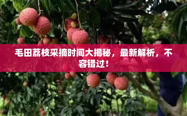 毛田荔枝采摘时间大揭秘，最新解析，不容错过！