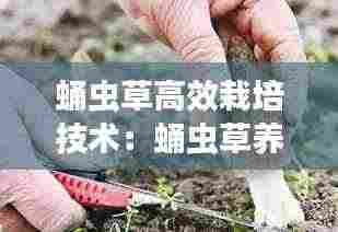 蛹虫草高效栽培技术：蛹虫草养殖技术 