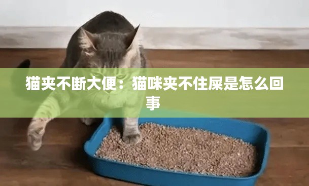 猫夹不断大便：猫咪夹不住屎是怎么回事 