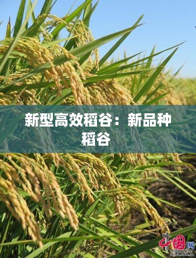 新型高效稻谷：新品种稻谷 