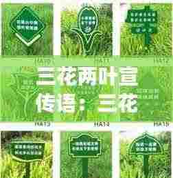 三花两叶宣传语：三花两叶是正品吗 