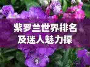 紫罗兰世界排名及迷人魅力探究