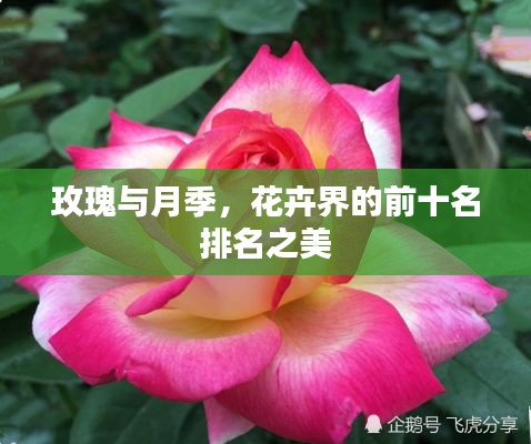 玫瑰与月季，花卉界的前十名排名之美