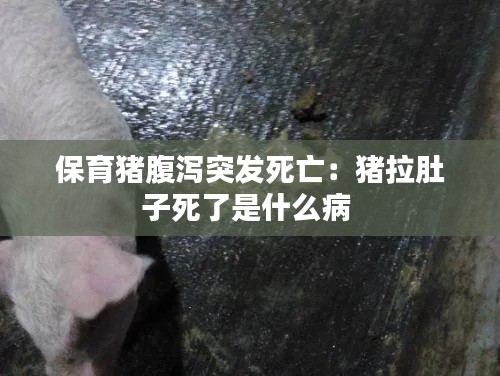 保育猪腹泻突发死亡：猪拉肚子死了是什么病 