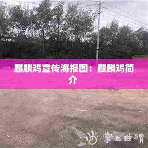 麒麟鸡宣传海报图：麒麟鸡简介 