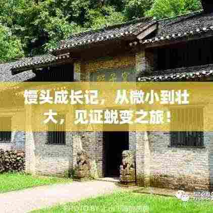 馒头成长记，从微小到壮大，见证蜕变之旅！