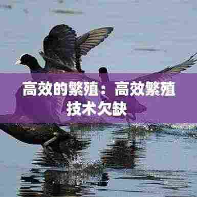 高效的繁殖：高效繁殖技术欠缺 