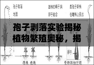 孢子剥落实验揭秘植物繁殖奥秘，揭开神秘面纱，探寻生命之源