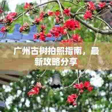 广州古树拍照指南，最新攻略分享