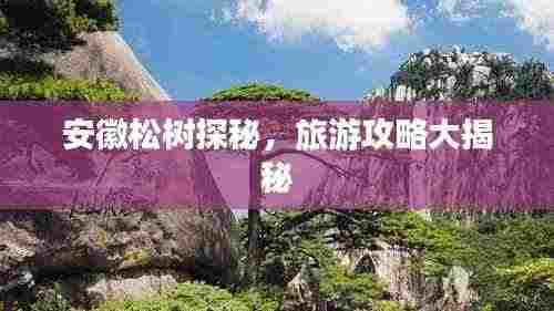 安徽松树探秘，旅游攻略大揭秘