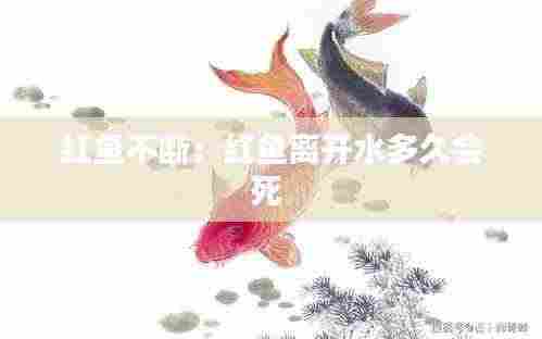 红鱼不断：红鱼离开水多久会死 