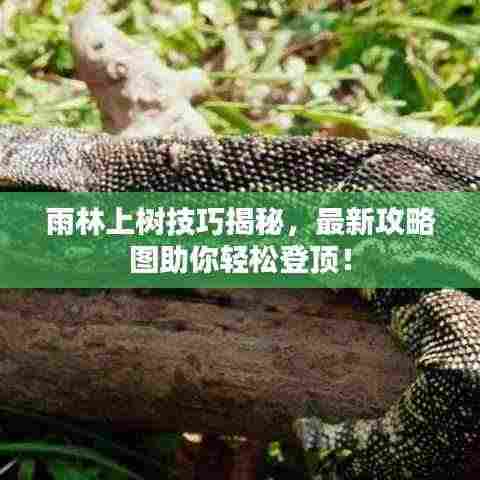 雨林上树技巧揭秘，最新攻略图助你轻松登顶！