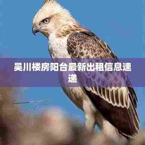 吴川楼房阳台最新出租信息速递