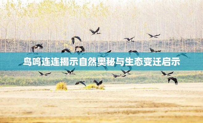 鸟鸣连连揭示自然奥秘与生态变迁启示