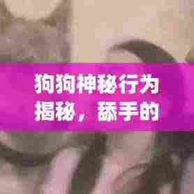 狗狗神秘行为揭秘，舔手的背后隐藏的故事