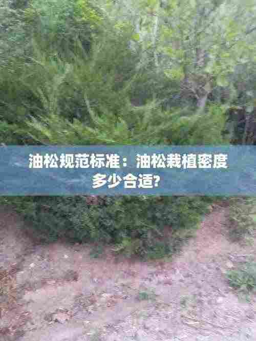 油松规范标准：油松栽植密度多少合适? 